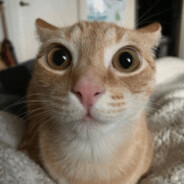 ✿ Ray ✿