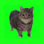 DrTanooki