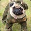 Sgt. Pug