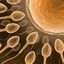 Infinity_Sperm