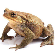 toad