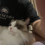 毒枭没有鸟有猫