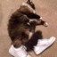 cat wit da sneakers