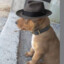 Perrito Detective (14K)