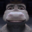 pferiz