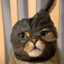 ziCkr-