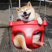 Dog 개犬собака狗