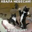 ЛЫСОЕ ЯДРО