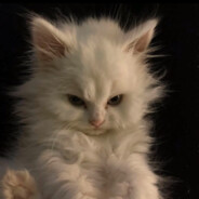 秋刀鱼不会过期