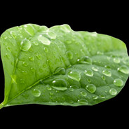 Leaf