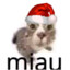 MIAU GAMING!!!!