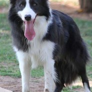 snow o tal do monno foice