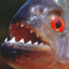 SturdyPiranha