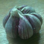 Garlic