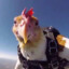 Elpollo12