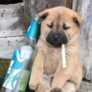 老婆孩子我的命