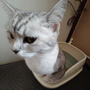 没有意思的谗宝