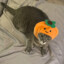 Sage, The Pumpkin Cat