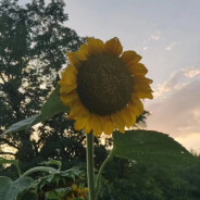 小郅在线抓皮卡丘