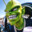 YERK GOBLIN
