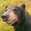 Positive Bear (Stress Free)