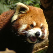 Grand Red Panda