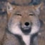 why u crying dog?!? n1xafer