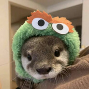 大眼睛的小水獭