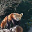 redpanda