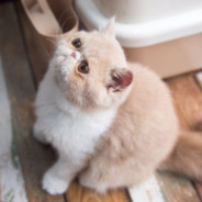 算你倒霉直接送