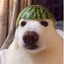 Watermelon Dog