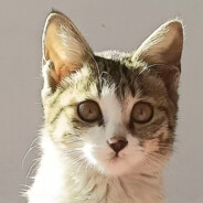 人活着就是为了猫猫啊