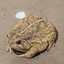 brotha toad