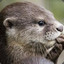 MysticalOtter