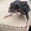 rat
