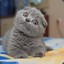 Scottish Fold