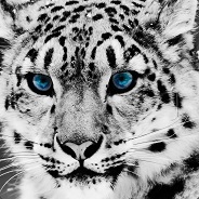 leopard83