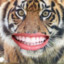 tigerlovinfool