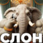 СЛОН