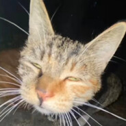 宇宙恶霸玛卡巴卡