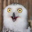 FullTimeNightOwl
