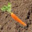 CarrotWasPlanted