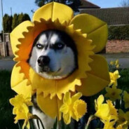 林有白鹿曾见西山