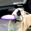 Doge of Frisbee