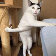 Kurko0 avatar