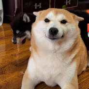 暴龙战士达力古