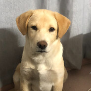 1945年日本无条件投降