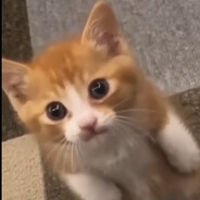 Muffin