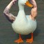 SwoleDuck