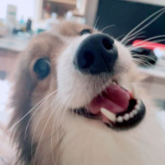 热心观众侯女士